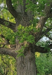 Achat d'un conte illustr&eacute;