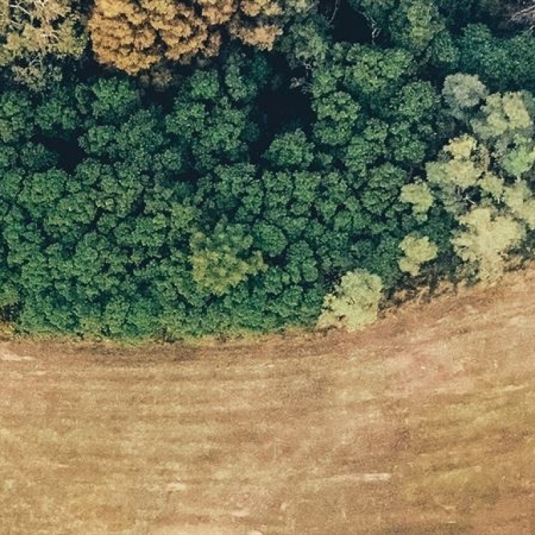 Les produits alimentaires &agrave; l&rsquo;origine de la d&eacute;forestation