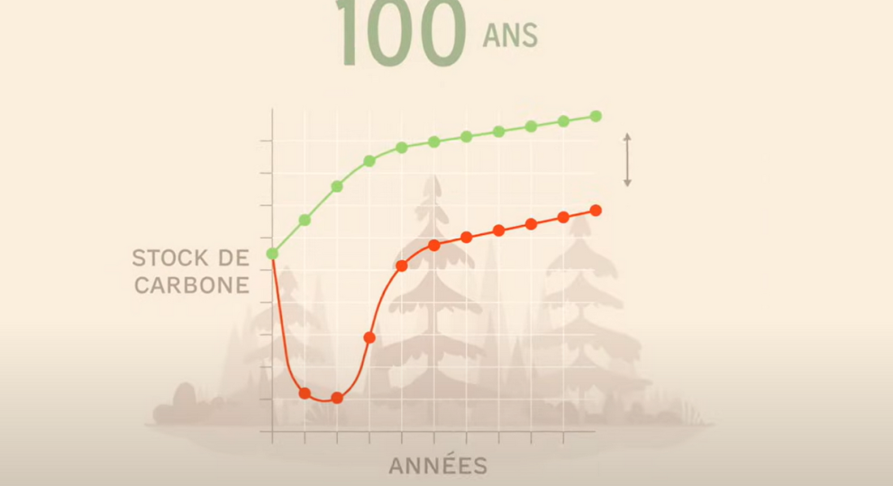 La réelle empreinte climatique du secteur forestier